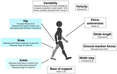 Could Gait Biomechanics Become a Marker of Atypical <mark class="highlighted">Neuronal Circuitry</mark> in Human Development?—The Example of Autism Spectrum Disorder